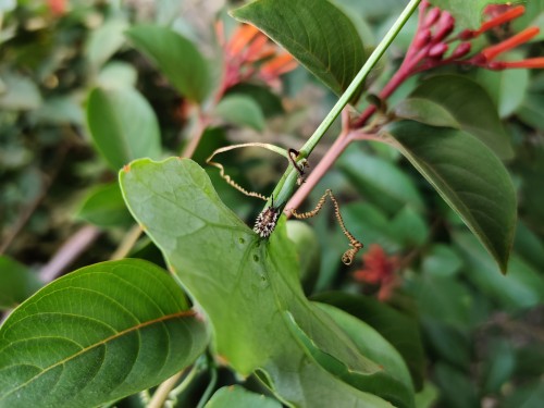 A bug on plant