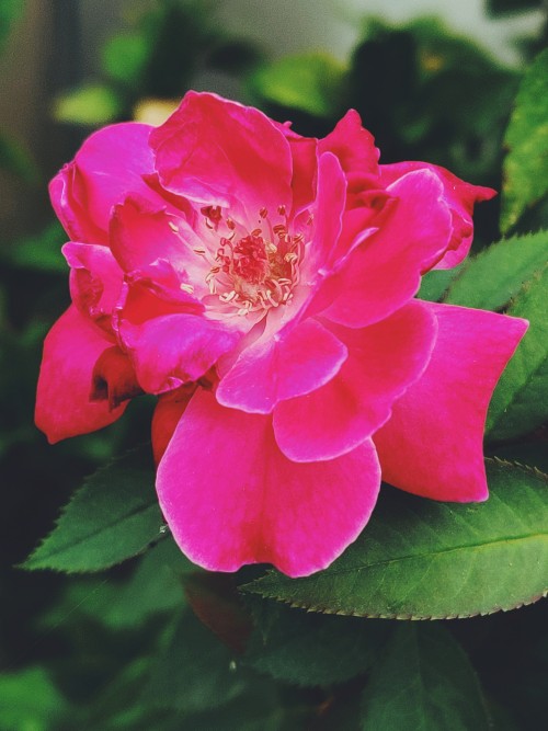 A Pink Rose with Green Leaves