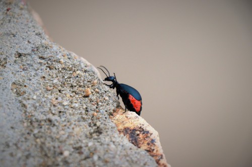 A type of Beetle