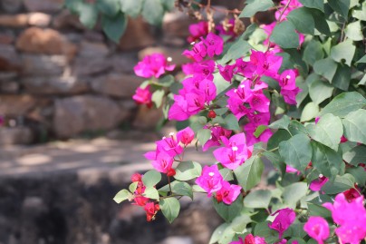 Bougainvillea Pink Flower