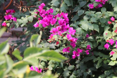 Real Pink Bougainvillea Flower