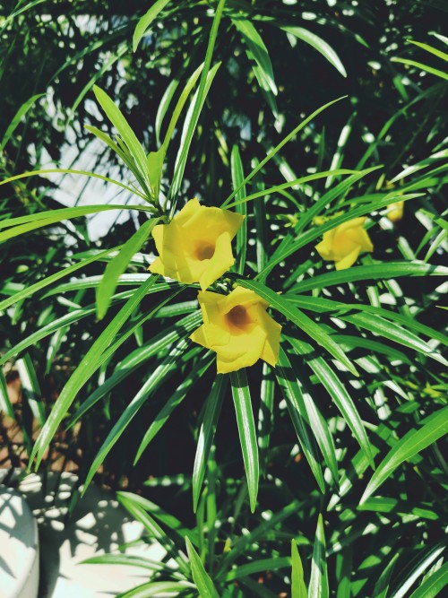 Yellow Flowers with Green Leaves