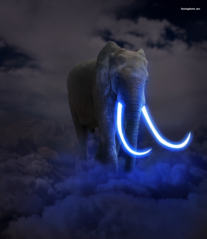 Free Colored Elephant Photos and Vectors