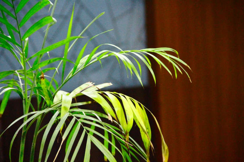 Indoor Plant for Home Decor