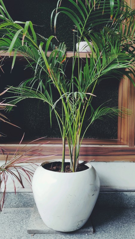 Plant with White Pot
