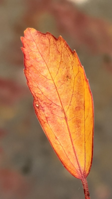 Red Shade Leaf